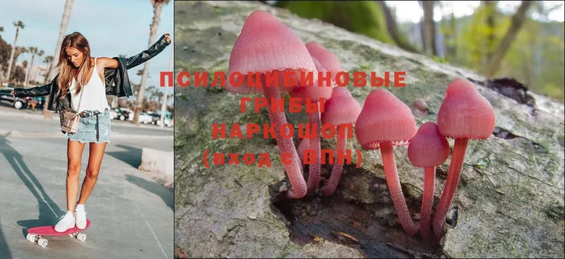 площадка как зайти  Апшеронск  Псилоцибиновые грибы Psilocybe  закладки 